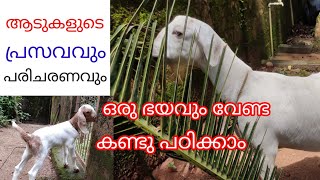 ആടുകളുടെ പ്രസവവും പരിചരണവും അറിഞ്ഞിരിക്കേണ്ട മുഴുവൻ കാര്യങ്ങളും പഠിക്കാം //🐐😍😍//goat delivery😍