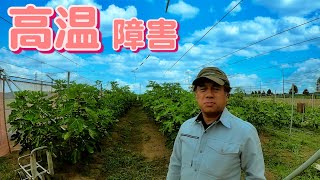 いちじくVlog　#36　高温障害　SEASON3