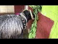 Amingad Bakri Eid sheep In Neelsandra 2022