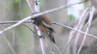 Rufous Treepie - Varied calls