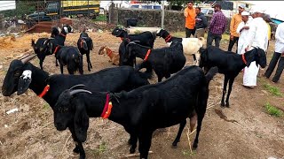 महाराष्ट्रातील सर्वात मोठा शेळ्या मेंढ्या चा बाजार | 19/08/2023 (शनिवार)चाकण बकरी बाजार अपडेट |