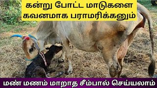 மாடு குட்டி போட்டாச்சி....இனி சீம்பால் காய்ச்சலாம் வாங்க!!