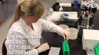 Using Microarray and Real time PCR Protocol