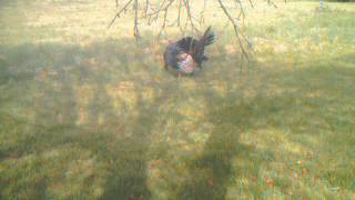 Tom Turkey Displaying