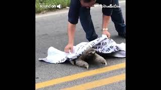 Sloth Extends Arm in Gratitude to Man Who Helped Him Cross Highway