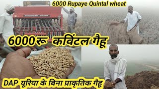 6000 रूपये कविंटल गैहू | DAP यूरिया के बिना प्राकृतिक गैहू कैसे उगाये | 6000 rupaye quintal wheat