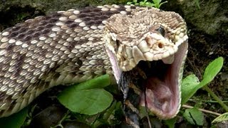 Rattlesnake Eats Baby Alligator 02 - Dangerous Animals in Florida - Time Lapse x2