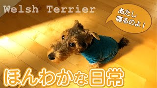 【ほんわかな日常01】じゃれて・いじけて・しゃべる！？ ウェルシュテリア | ELK - a little monster - Welsh Terrier - #009