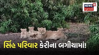 Gujarat Lion Viral Video: સિંહ ફરવા આવ્યા અને ફોટા પડાવ્યા ! | Talala | Gir Forest | News18 Gujarati