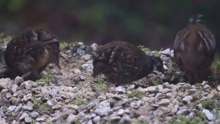 Malayan  Hill Partridge