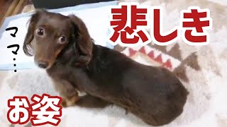 愛犬をパパの実家に預けてる時の泣き叫ぶ姿を見て悲しい気持ちになりました。【元保護犬カニンヘンダックスフンド】