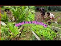 Betel nut Planting - New Planting video  Mr Drubo Vlogs