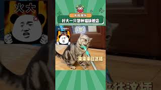 犟种猫：来 叉死我来#猫咪 #搞笑 #娱乐评论大赏#shorts