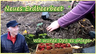 Erdbeerbeet anlegen / Pflege älterer Erdbeerpflanzen