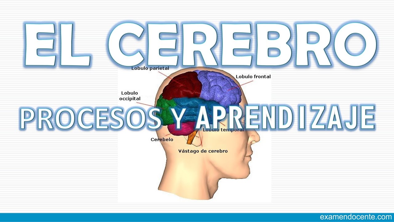 EL CEREBRO: PROCESOS DE APRENDIZAJE - YouTube