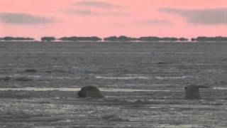 Polar Bear PSA 30 Seconds