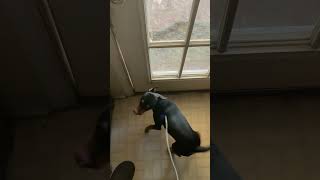 “miniature pinscher escape short.”Part3 #shorts #funny #reels #comedy #shortsfeed #foryou #trending