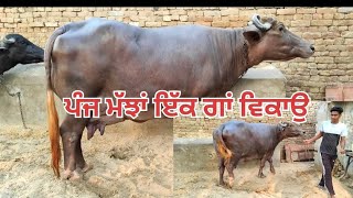 ਪੰਜ ਮੱਝਾਂ ਇੱਕ ਗਾਂ ਵਿਕਾਉ ਪਿੰਡ ਵਹਿਣੀਵਾਲ #ਪੰਜਾਬ #farming #buffalo #sale #Ramandeeppb31#animals