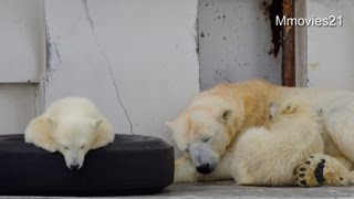 眠くなってくる双子のこぐま~Polar Bears become sleepy