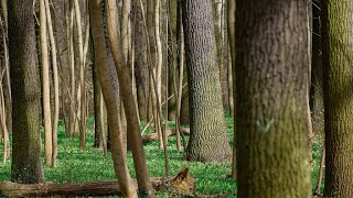 Koolstofputten: gebruik van bossen en landbouwgrond