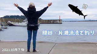 ソウダガツオ！？湘南の漁港でのんびり釣りをしていたら…。ダイソージグすごい。