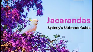 Explore all the Jacarandas in Sydney, Melbourne, Los Angeles and Buenos Aires. 3D Map guide.