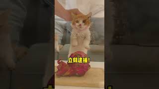 【一隻又廷🐱】到底是偷吃我火龍果了？被拷起來還挺委屈啊！