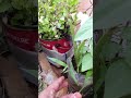 our terrace organic garden weeds removing kalupu mokkalu tholaginchuta telugu