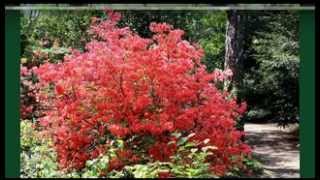 Rododendronok ~ Rhododendrons