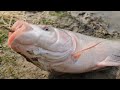 new best hook fishing video traditional boy hunting big fish with hook by river fishing