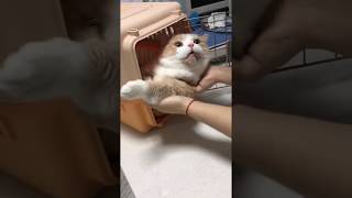 Cat got Anesthesia  貓被麻醉了會怎樣？？？