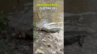 CROCODILE BITES ELECTRIC EEL #wildlife #animal