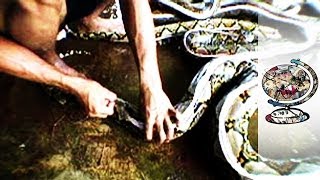 The Gruesome Details behind Snakeskin Purses