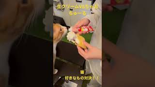 生クリームVSちゃおちゅーる