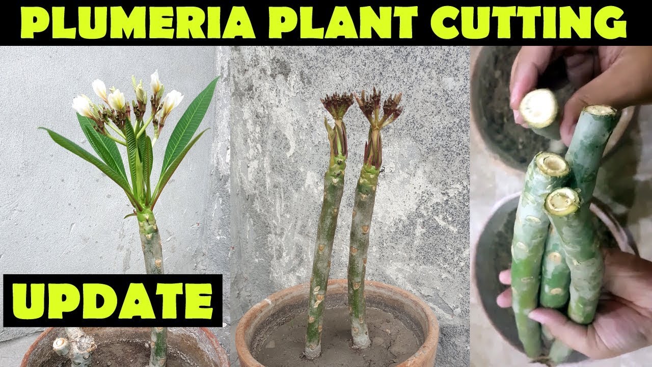 PLUMERIA PLANT | UPDATE | GROW PLUMERIA FROM CUTTINGS - SPROUTING SEEDS ...