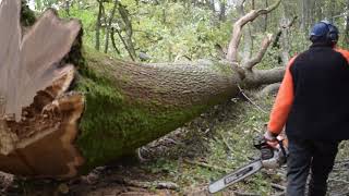 Abattage d'un gros Chêne câblé avec un débusqueur JOHN DEERE 648H [STIHL ms 500i]