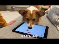 ねこ用ゲームに夢中になる愛犬が可愛い！