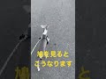 鳩を見るとこうなります this is what happens when you see a pigeon shorts イタグレ 鳩 散歩