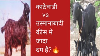 काठेवाडी vs उस्मानाबादी🔥#youtubevideo #viral #goat #goatfarming #Kathewadi #usmanabadi #viralvideo