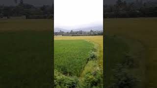 Palakkad  To Walayar #traintravel #paddy #natural #beauty #kerala