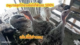 เคล็ด(ไม่)ลับ อนุบาลลูกไก่งวงยังไงให้รอด 100% #ธนินท์ฯฟาร์ม #ไก่งวง