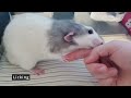 fascinating behaviors of pet rats explored u0026 explained