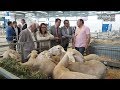 El consejero de Agricultura de la JCCM, Francisco Martínez Arroyo, visita Expovicaman