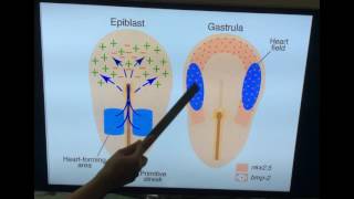 Embryology of Cardiovascular system - Development of heart Part I - Dr Vijaya