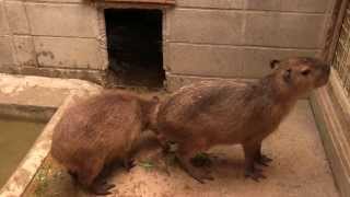 カピバラ　（渋川動物公園篇）まあまあそんなに怒らなくても