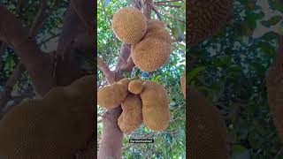 பலா பழம் மரம் நிறைய கனிகளுடன் #trending #viral #viralvideo #shorts #short #youtubeshorts #tree #love