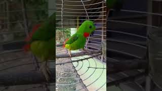 Denak Burung Serindit Dada Merah Blue Crowned Hanging Parrot Hd