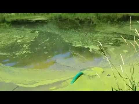 Removing duckweed from a pond Removing duckweed from a pond