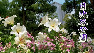 TOKYO. The metropolis of Tokyo is filled with the smell of lilies. #4K #日比谷公園