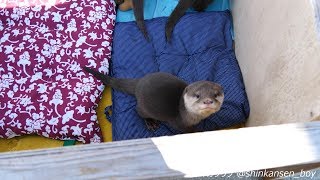 みさき公園 　コツメカワウソの赤ちゃんドンゴロスに帰る　2017/12/18